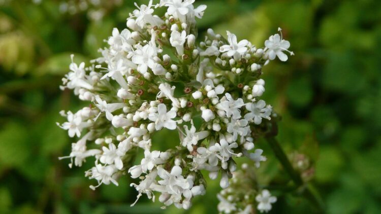 valeriana lekarska (Kopírovat) valeriana lekarska