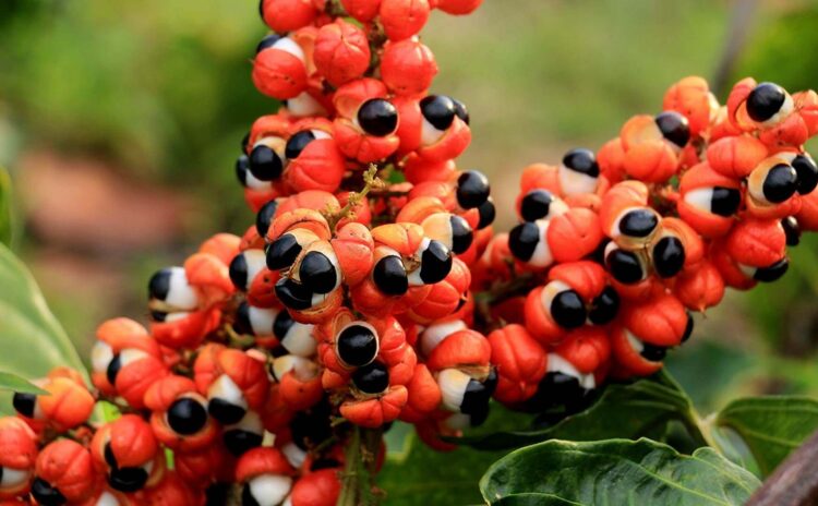 guarana paulinia napojová (Kopí6rovať) guarana paulinia napojová (Kopí6rovať)